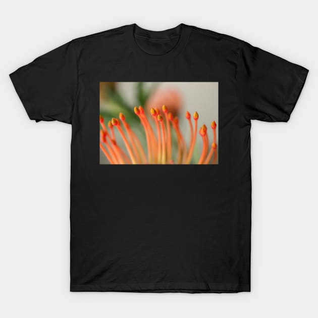 Pincushion Flower T-Shirt by mariola5